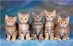 Bìa truyện Tấm cám Phiên bản mèo